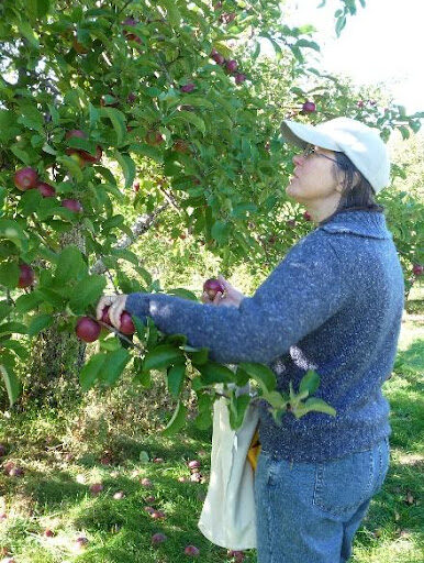 Apple orchard harvest